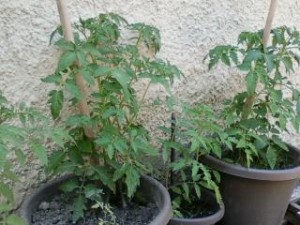 Movin’ Plants & Tryin’ Agin”