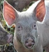Get a Little Piggy with It!