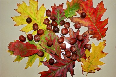 Fall_leaves_and_acorns
