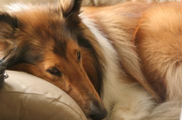 collie-rescue-center
