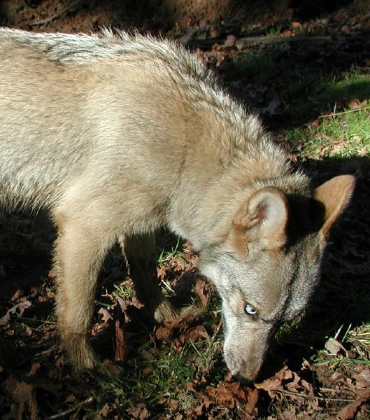 coydog