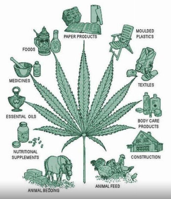 A Useful Plant | Our End of the 'Net