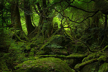 yakushima_forest_day1_sm